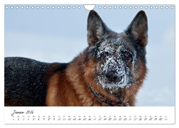 Produktbild: Deutsche Sch&auml;ferhunde - Traumhunde (Wandkalender 2026 DIN A4 quer), CALVENDO Monatskalender