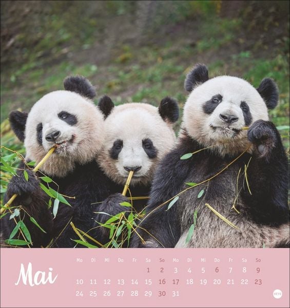 Produktbild: B&auml;renstark Postkartenkalender 2027
