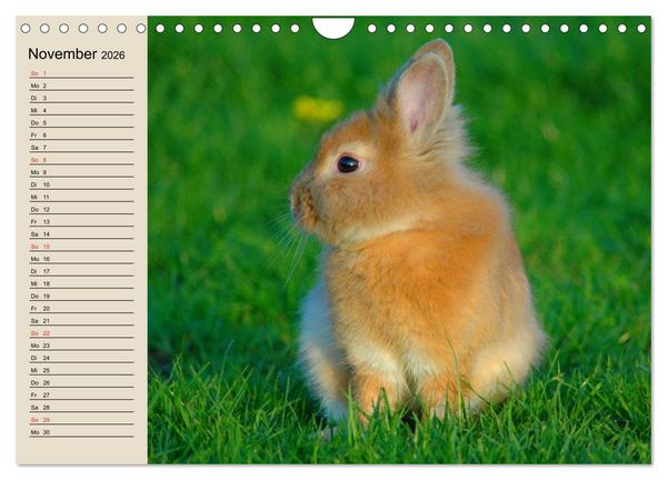 Produktbild: Kaninchen und Hasen (Wandkalender 2026 DIN A4 quer), CALVENDO Monatskalender