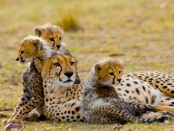 Produktbild: CALVENDO Puzzle Gepardenfamilie | 1000 Teile Lege-Gr&ouml;&szlig;e 64x48cm Foto-Puzzle f&uuml;r gl&uuml;ckliche Stunden