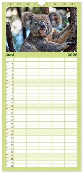 Produktbild: Familienplaner 2026 - Koala - kleiner Teddy mit 5 Spalten (Wandkalender, 21 x 45 cm) CALVENDO