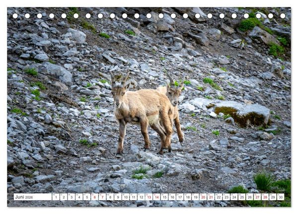 Produktbild: Steinb&ouml;cke - Majest&auml;tische Tiere der Alpen (Tischkalender 2026 DIN A5 quer), CALVENDO Monatskalender