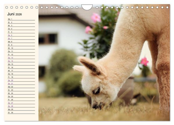 Produktbild: Alpakas im Blumenzauber (Wandkalender 2026 DIN A4 quer), CALVENDO Monatskalender
