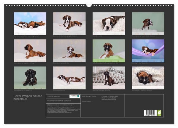 Produktbild: Boxer Welpen einfach zuckers&uuml;&szlig; (Wandkalender 2026 DIN A2 quer), CALVENDO Monatskalender