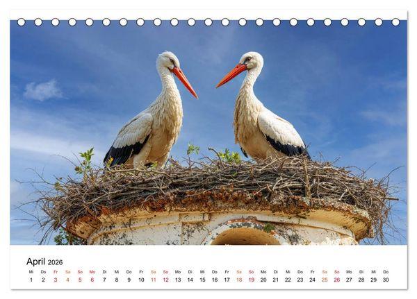 Produktbild: St&ouml;rche - Zeit f&uuml;r sch&ouml;ne Augenblicke (Tischkalender 2026 DIN A5 quer), CALVENDO Monatskalender