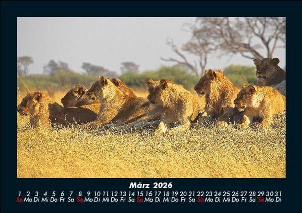 Produktbild: L&ouml;wen in der Wildnis 2026 Fotokalender DIN A5