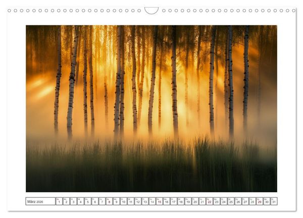 Produktbild: Birkenzauber (Wandkalender 2026 DIN A3 quer), CALVENDO Monatskalender
