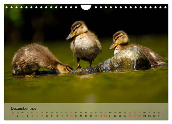 Produktbild: G&auml;nse und Enten. Schnattern, watscheln, quaken! (Wandkalender 2026 DIN A4 quer), CALVENDO Monatskalender
