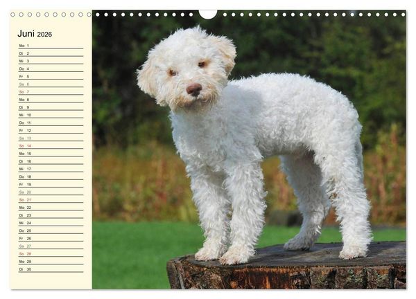 Produktbild: Lagotto Romagnolo - Italienischer Tr&uuml;ffelhund (Wandkalender 2026 DIN A3 quer), CALVENDO Monatskalender