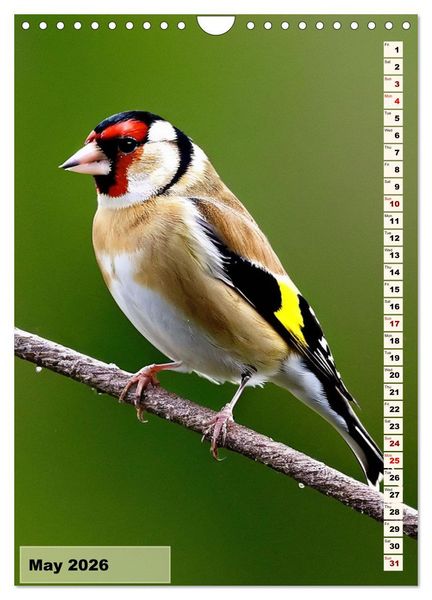 Produktbild: Colourful birds (Wall Calendar 2026 DIN A4 portrait), CALVENDO 12 Month Wall Calendar