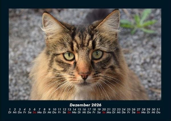 Produktbild: F&uuml;r Katzenfreunde 2026 Fotokalender DIN A4