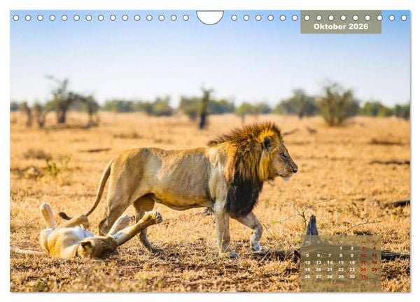 Produktbild: Faszinierende Tierwelt des Kruger National Parks (Wandkalender 2026 DIN A4 quer), CALVENDO Monatskalender