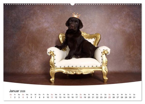 Produktbild: Labrador Welpen - Labrador Puppies (hochwertiger Premium Wandkalender 2026 DIN A2 quer), Kunstdruck in Hochglanz