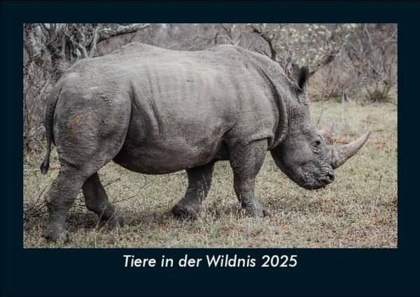 Produktbild: Tiere in der Wildnis 2025 Fotokalender DIN A5