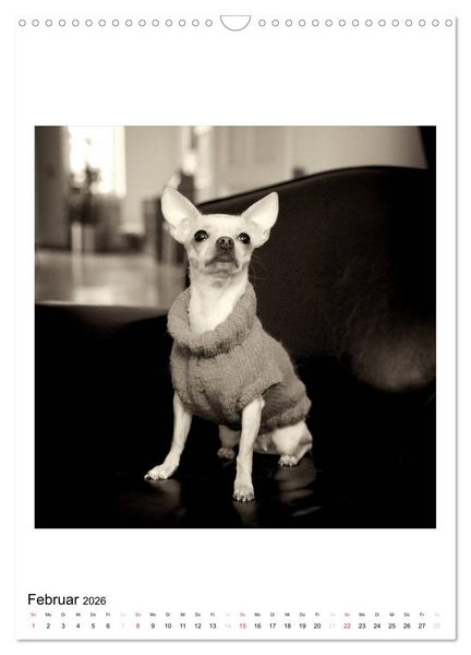 Produktbild: CHIHUAHUA CHIC Photos Marion Koell (Wandkalender 2026 DIN A3 hoch), CALVENDO Monatskalender