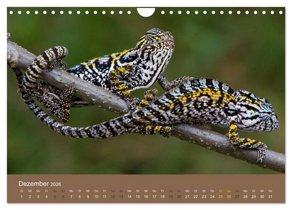 Produktbild: Madagaskars wundersame Tierwelt (Wandkalender 2026 DIN A4 quer), CALVENDO Monatskalender