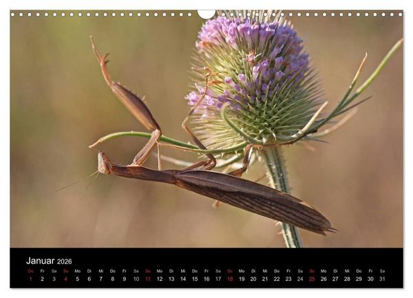 Produktbild: Faszination Gottesanbeterin - Die Welt der Mantis (Wandkalender 2026 DIN A3 quer), CALVENDO Monatskalender