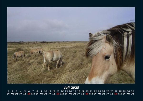 Produktbild: Die Welt der Pferde 2025 Fotokalender DIN A4