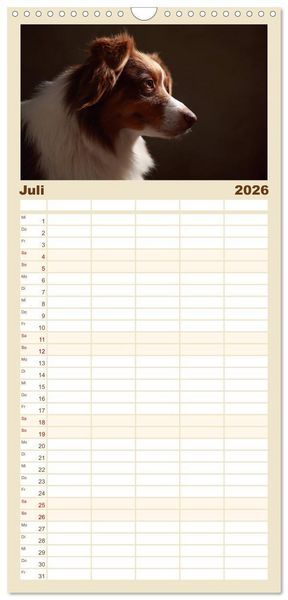Produktbild: Familienplaner 2026 - Charmante Australian Shepherds mit 5 Spalten (Wandkalender, 21 x 45 cm) CALVENDO