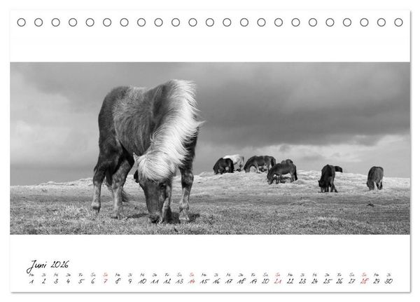 Produktbild: Islandpferde von Brimilsvellir (Tischkalender 2026 DIN A5 quer), CALVENDO Monatskalender