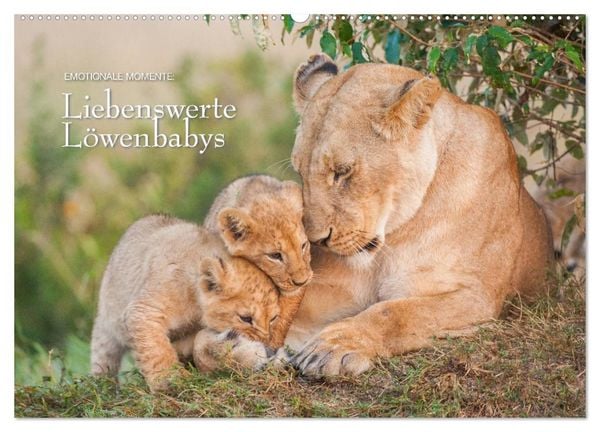 Produktbild: Emotionale Momente: Liebenswerte L&ouml;wenbabys (Wandkalender 2026 DIN A2 quer), CALVENDO Monatskalender