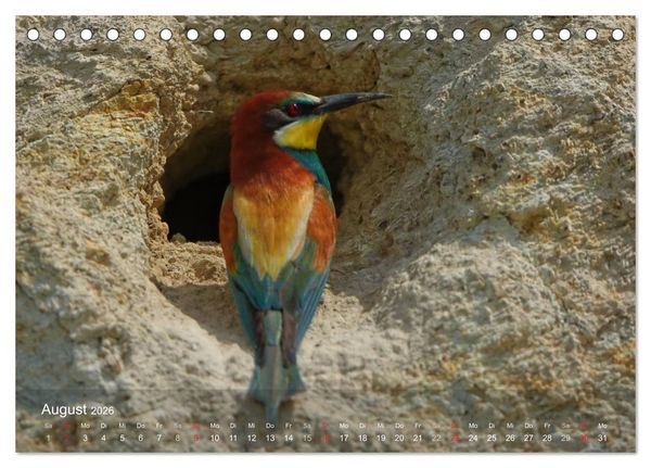 Produktbild: Europ&auml;ische Bienenfresser (Tischkalender 2026 DIN A5 quer), CALVENDO Monatskalender