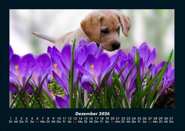 Produktbild: Welpen 2026 Fotokalender DIN A4