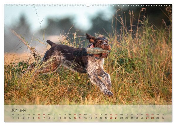 Produktbild: Treue Jagdgef&auml;hrten - Der Deutsch Drahthaar (Wandkalender 2026 DIN A2 quer), CALVENDO Monatskalender
