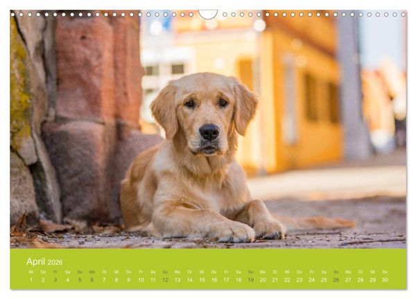 Produktbild: Traumschnauzen (Wandkalender 2026 DIN A3 quer), CALVENDO Monatskalender