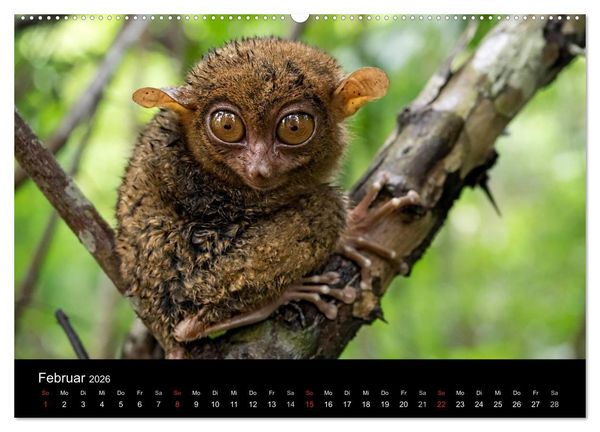 Produktbild: Philippinen - Natur und Fiesta (hochwertiger Premium Wandkalender 2026 DIN A2 quer), Kunstdruck in Hochglanz