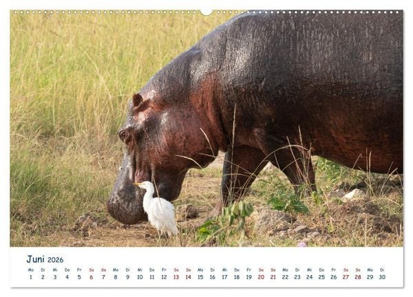 Produktbild: Fernweh Uganda - Natursch&ouml;nheit Ostafrikas (Wandkalender 2026 DIN A2 quer), CALVENDO Monatskalender