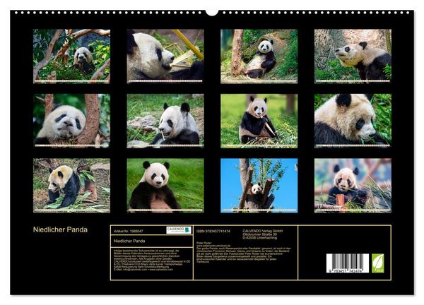 Produktbild: Niedlicher Panda (hochwertiger Premium Wandkalender 2026 DIN A2 quer), Kunstdruck in Hochglanz