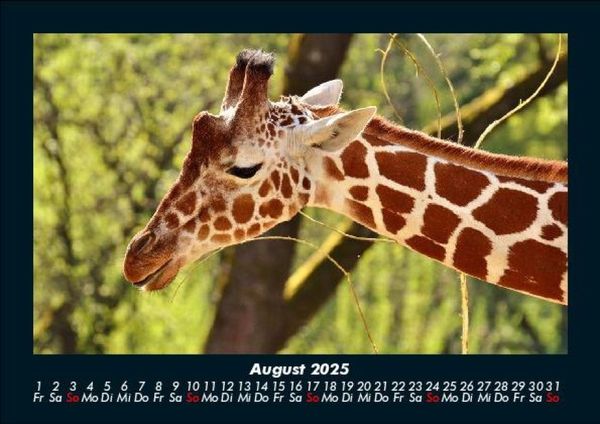 Produktbild: Giraffen 2025 Fotokalender DIN A5