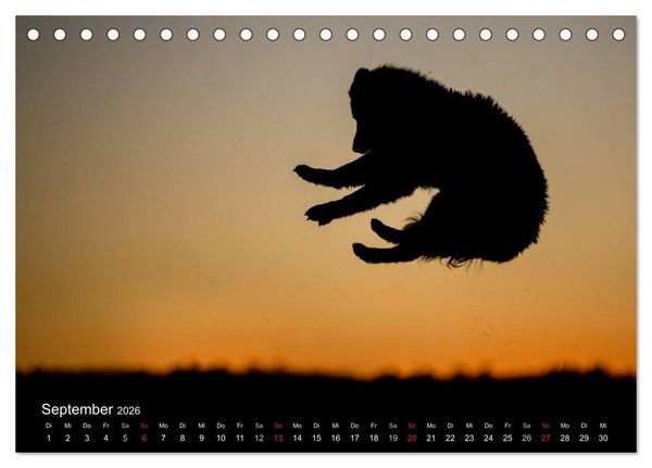 Produktbild: Toller - Nova Scotia Duck Tolling Retriever (Tischkalender 2026 DIN A5 quer), CALVENDO Monatskalender