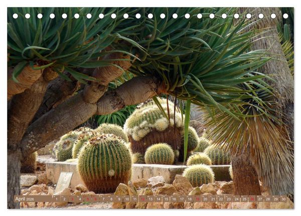 Produktbild: BOTANICACTUS Mallorcas Kakteengarten (Tischkalender 2026 DIN A5 quer), CALVENDO Monatskalender