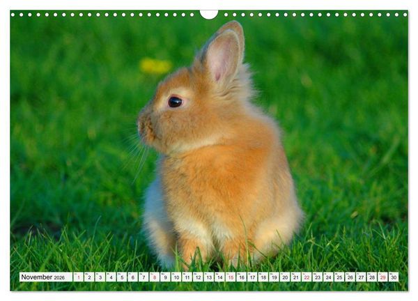 Produktbild: Kaninchen und Hasen (Wandkalender 2026 DIN A3 quer), CALVENDO Monatskalender
