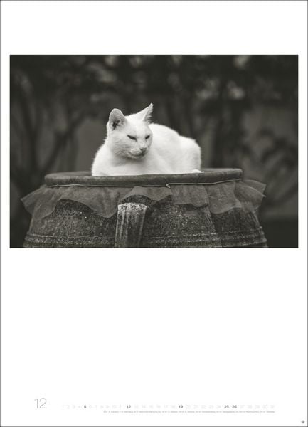 Produktbild: Cats Edition Kalender 2027