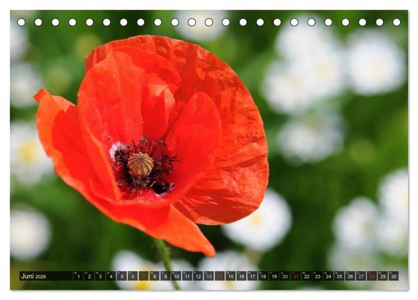 Produktbild: Farbtupfer auf sommerlichen Feldern - Mohn und Kornblumen (Tischkalender 2026 DIN A5 quer), CALVENDO Monatskalender