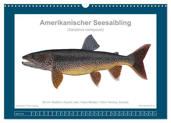 Produktbild: Fisch als Kunst 2026: Amerikanische Saiblinge (Wandkalender 2026 DIN A3 quer), CALVENDO Monatskalender