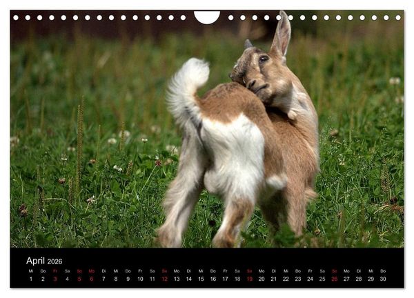 Produktbild: Zwergziegen (Wandkalender 2026 DIN A4 quer), CALVENDO Monatskalender