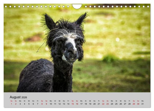 Produktbild: Unter Lamas und Alpakas (Wandkalender 2026 DIN A4 quer), CALVENDO Monatskalender
