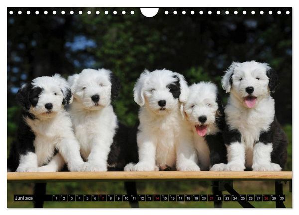 Produktbild: Traumhund Bobtail (Wandkalender 2026 DIN A4 quer), CALVENDO Monatskalender