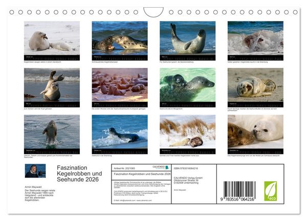 Produktbild: Faszination Kegelrobben und Seehunde 2026 (Wandkalender 2026 DIN A4 quer), CALVENDO Monatskalender