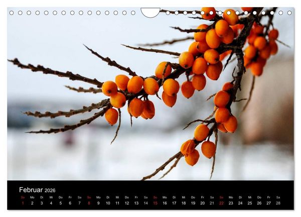 Produktbild: Gesehen auf - R&uuml;gen und Hiddensee (Wandkalender 2026 DIN A4 quer), CALVENDO Monatskalender