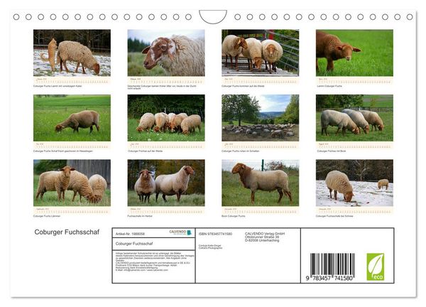 Produktbild: Coburger Fuchsschaf (Wandkalender 2026 DIN A4 quer), CALVENDO Monatskalender