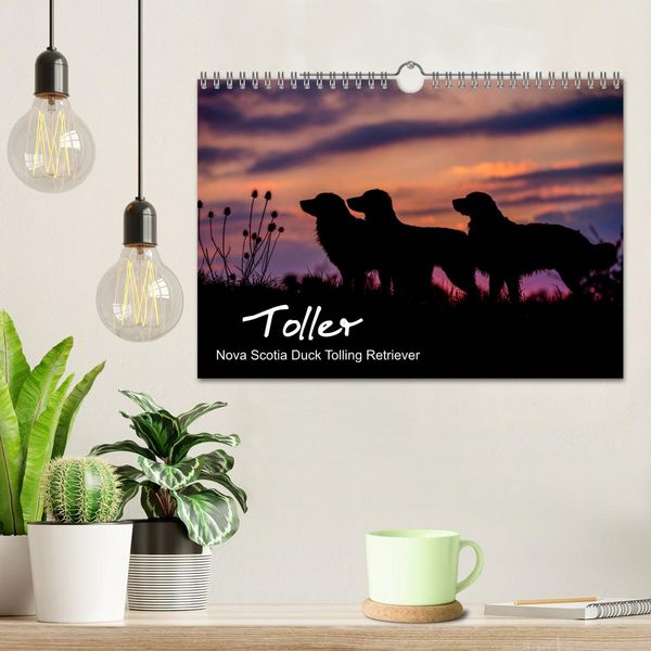 Produktbild: Toller - Nova Scotia Duck Tolling Retriever (Wandkalender 2026 DIN A4 quer), CALVENDO Monatskalender
