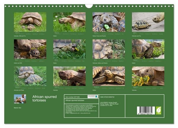Produktbild: African spurred tortoises (Wall Calendar 2026 DIN A3 landscape), CALVENDO 12 Month Wall Calendar