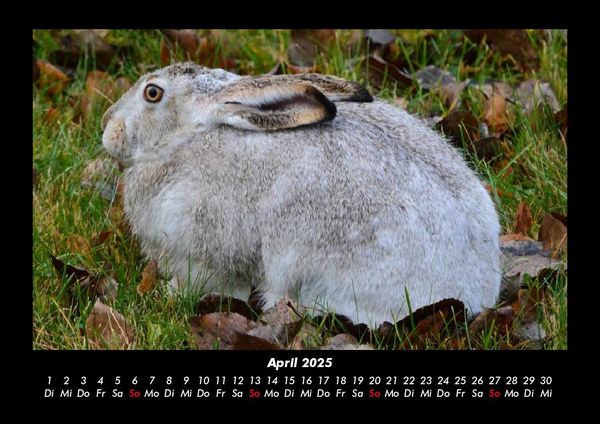 Produktbild: Waldbewohner 2025 Fotokalender DIN A3