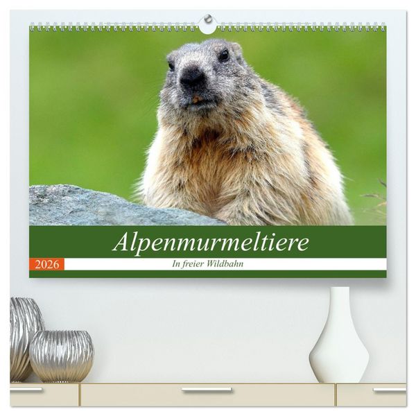 Produktbild: Alpenmurmeltiere in freier Wildbahn (hochwertiger Premium Wandkalender 2026 DIN A2 quer), Kunstdruck in Hochglanz