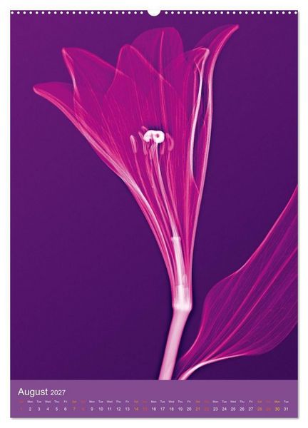 Produktbild: Blossoms between light and colour (Wall Calendar 2027 DIN A2 portrait), CALVENDO 12 Month Wall Calendar